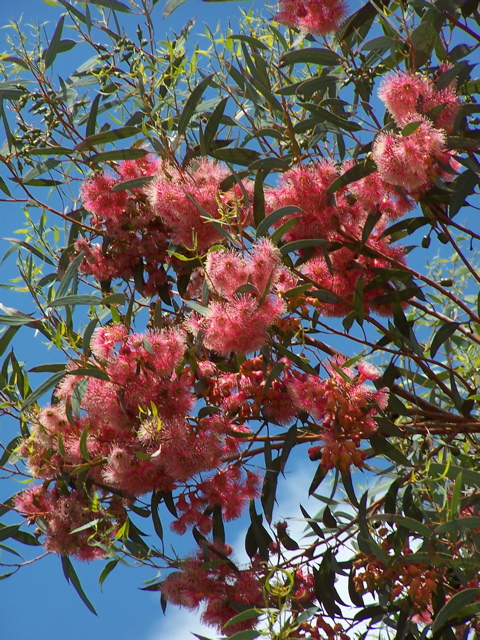 Eucalyptus torquata 