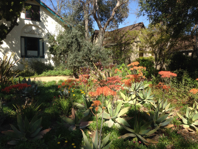 Mediterranean Garden in Pasadena