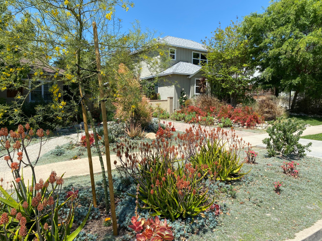 South African Garden in Westwood